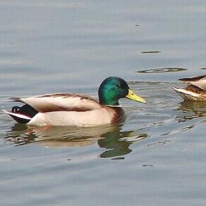 鳥インフルエンザ イメージ