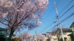 滝ノ水の桜