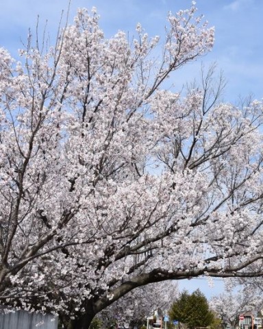 滝ノ水桜並木