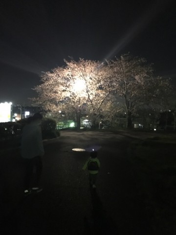 滝の水公園桜
